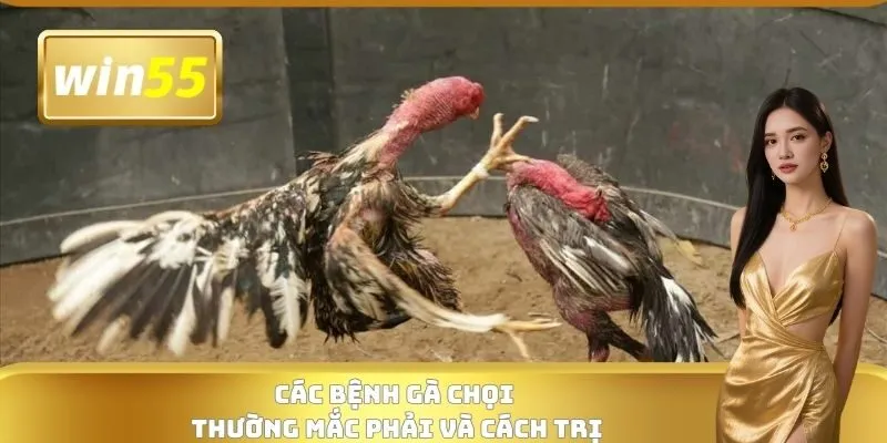 Các bệnh gà chọi thường mắc phải và cách trị