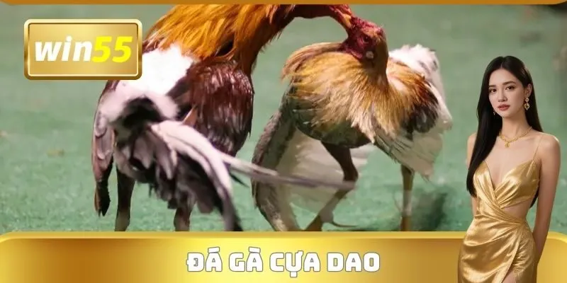 Đá Gà Cựa Dao