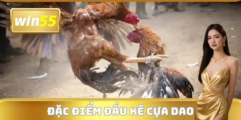 Đặc điểm đấu kê cựa dao