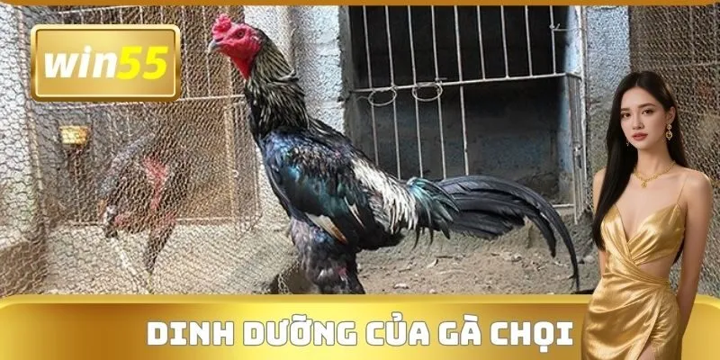 Dinh dưỡng của gà chọi