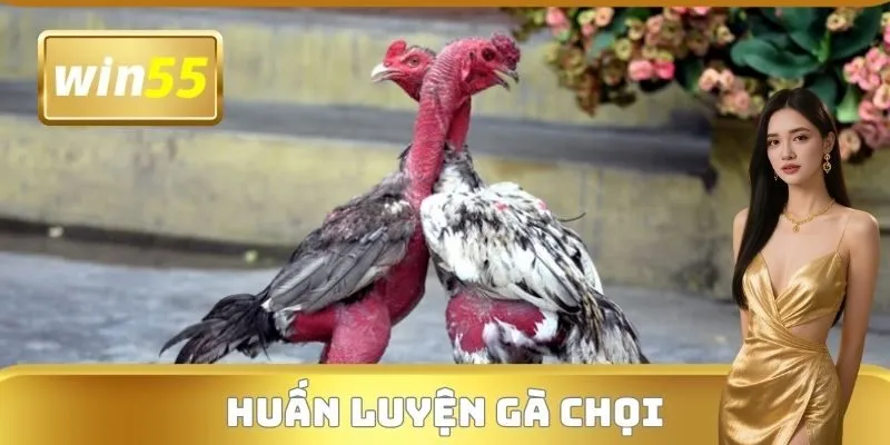 Huấn Luyện Gà Chọi
