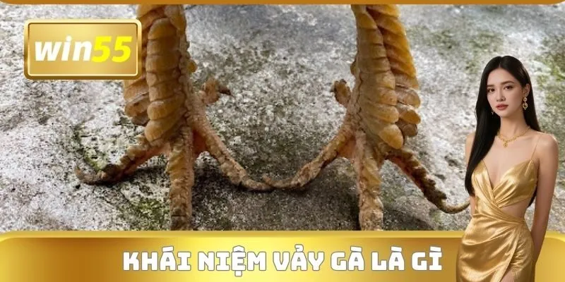 Khái niệm vảy gà là gì