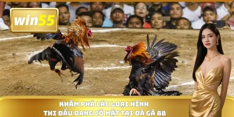Khám phá các loại hình thi đấu đang có mặt tại Đá gà 88