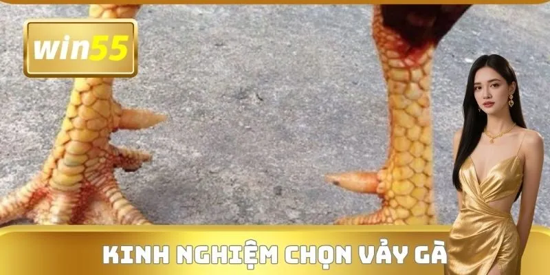 Kinh nghiệm chọn vảy gà