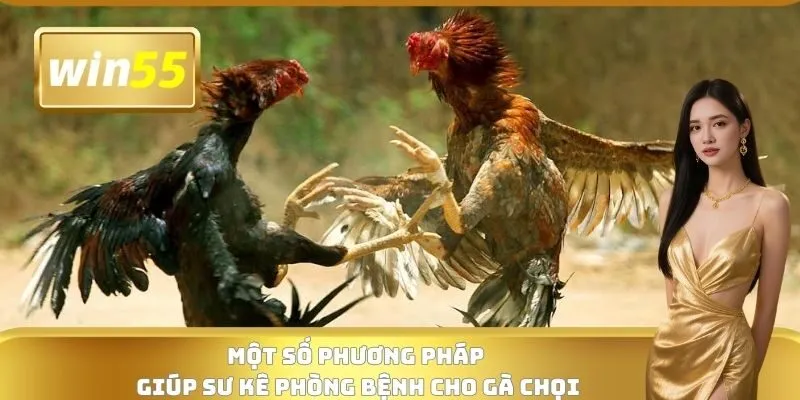 Một số phương pháp giúp sư kê phòng bệnh cho gà chọi