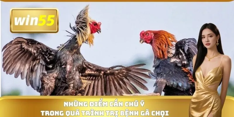 Những điểm cần chú ý trong quá trình trị bệnh gà chọi