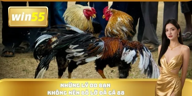 Những lý do bạn không nên bỏ lỡ Đá gà 88