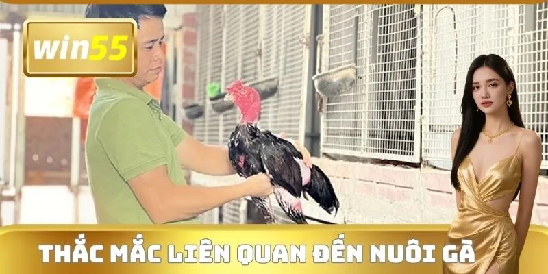Thắc mắc liên quan đến nuôi gà