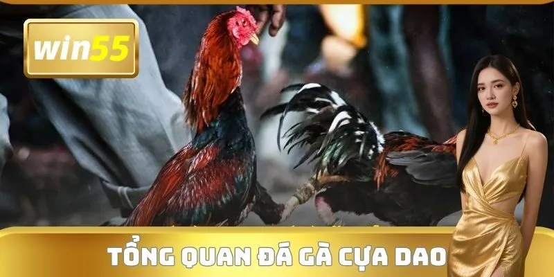 Tổng quan đá gà cựa dao
