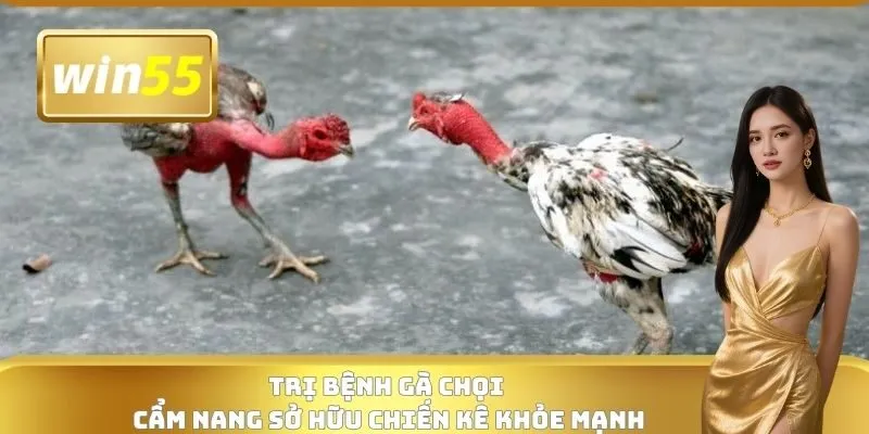 Trị Bệnh Gà Chọi