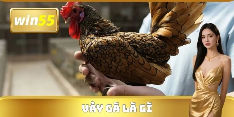 Vảy Gà Là Gì
